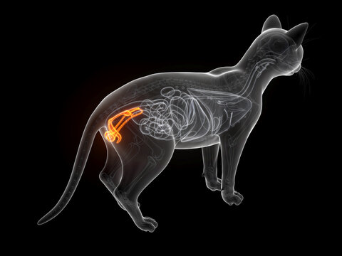 A Detailed 3D Depiction Of The Penis And Testicles Of A Cat