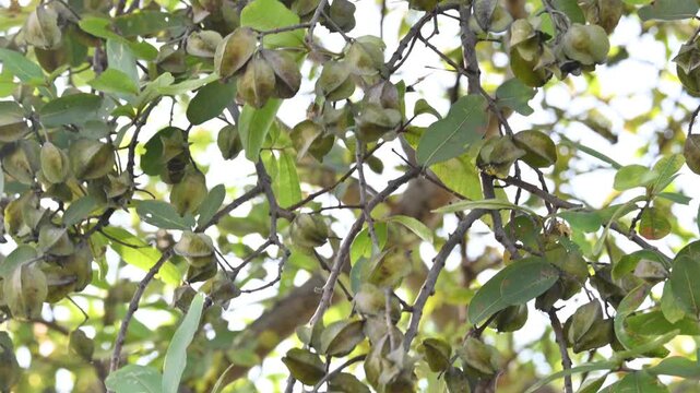 Terminalia arjuna fruits in the tree. It&nbsp;is a tree of the&nbsp;genus&nbsp;Terminalia. It is commonly known as&nbsp;arjuna or&nbsp;arjun tree&nbsp;in English.&nbsp;It is used as a traditional&nbsp;medicinal plant.
