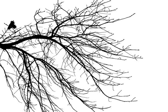  Illustration, silhouette of oak branch on transparent background