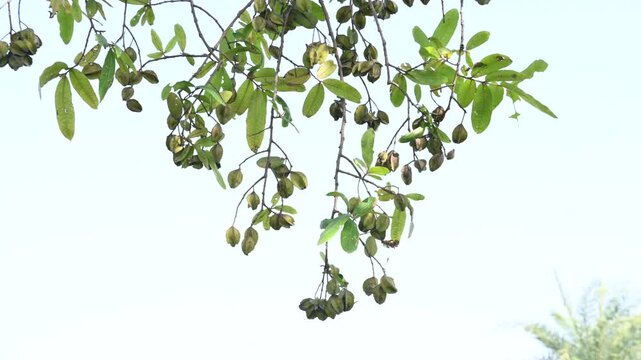 Terminalia arjuna fruits in the tree. It&nbsp;is a tree of the&nbsp;genus&nbsp;Terminalia. It is commonly known as&nbsp;arjuna or&nbsp;arjun tree&nbsp;in English.&nbsp;It is used as a traditional&nbsp;medicinal plant.
