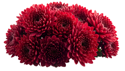 Dense cluster of deep red, pompom-style flowers, a burst of color on a black background