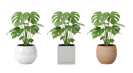 Monstera plants in white, grey and brown pots, isolated on transparent background