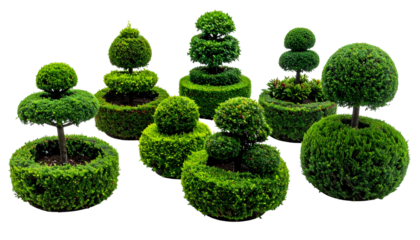 Several precisely pruned, vibrant green topiary plants in decorative shapes on black