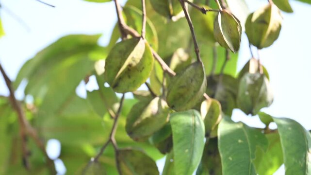Terminalia arjuna fruits in the tree. It&nbsp;is a tree of the&nbsp;genus&nbsp;Terminalia. It is commonly known as&nbsp;arjuna or&nbsp;arjun tree&nbsp;in English.&nbsp;It is used as a traditional&nbsp;medicinal plant.
