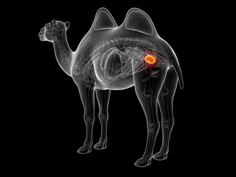 A Detailed 3D Depiction Of The Urinary Bladder Of A Camel