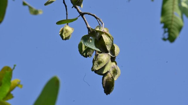 Terminalia arjuna fruits in the tree. It&nbsp;is a tree of the&nbsp;genus&nbsp;Terminalia. It is commonly known as&nbsp;arjuna or&nbsp;arjun tree&nbsp;in English.&nbsp;It is used as a traditional&nbsp;medicinal plant.
