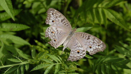 butterfly on a green leaf © Sigit