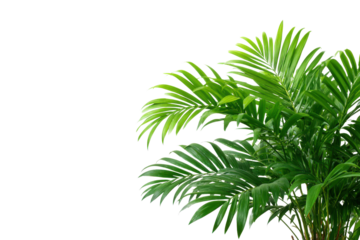 Lush green palm fronds against a stark black background leaves tropical