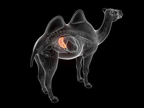 Detailed Depiction Of The Spleen Of A Camel In Full Detail