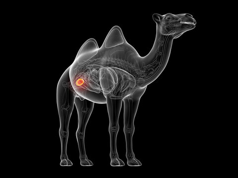 A Detailed 3D Depiction Of The Urinary Bladder Of A Camel