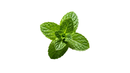 A close up view of fresh green mint leaves on a white background