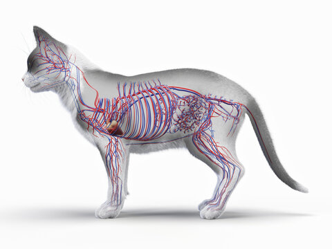 A Detailed 3D Depiction Of The Circulatory System Of A Cat
