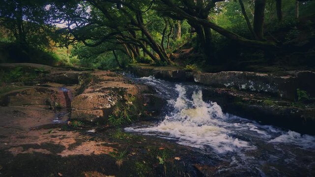 River Avon waterfall, Dartmoor National Park,  south of the dam with overhanging trees. Water running over mossy rock in early spring.