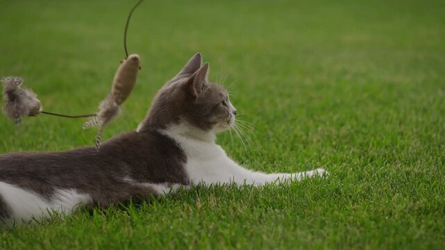 Playful cat attacking toy mouse on grass