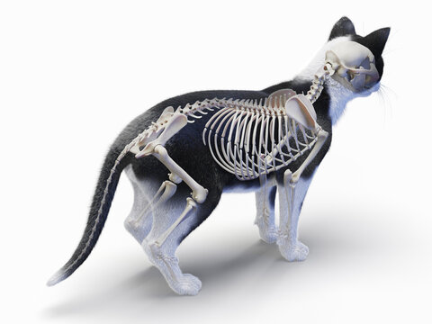 A Detailed 3D Depiction Of The Skeletal System Of A Cat