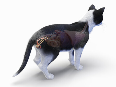 A Detailed 3D Depiction Of The Penis And Testicles Of A Cat