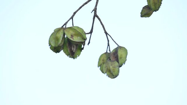 Terminalia arjuna fruits in the tree. It&nbsp;is a tree of the&nbsp;genus&nbsp;Terminalia. It is commonly known as&nbsp;arjuna or&nbsp;arjun tree&nbsp;in English.&nbsp;It is used as a traditional&nbsp;medicinal plant.
