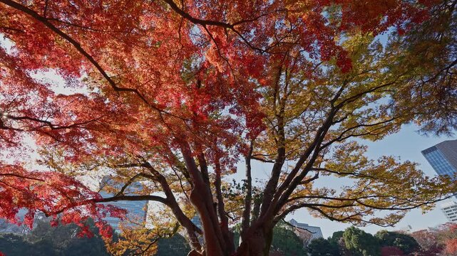 Close-up of red momiji leaves against a background of modern city skyscrapers in autumn.