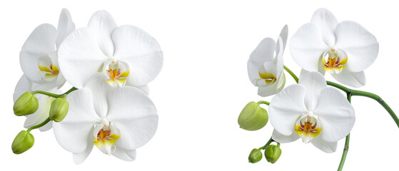 Obraz premium A set of flowers and foliage on a white background