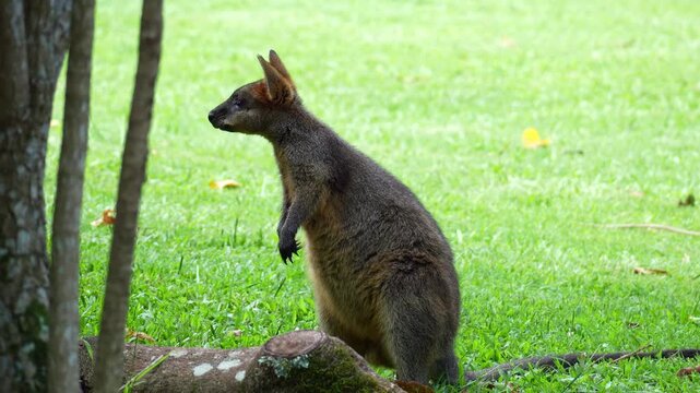 A Swamp wallaby (Wallabia bicolor) stands upright on its hind legs in a grassy field, rotates its ear and scans the sounds in its surroundings, then slowly hops away, close up shot.
