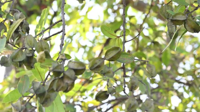 Terminalia arjuna fruits in the tree. It&nbsp;is a tree of the&nbsp;genus&nbsp;Terminalia. It is commonly known as&nbsp;arjuna or&nbsp;arjun tree&nbsp;in English.&nbsp;It is used as a traditional&nbsp;medicinal plant.
