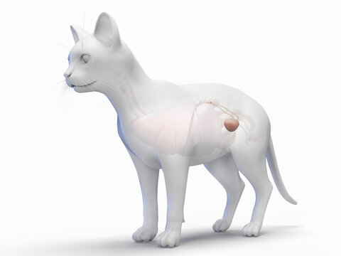 A Detailed 3D Depiction Of The Urinary Bladder And Ureter Of A Cat