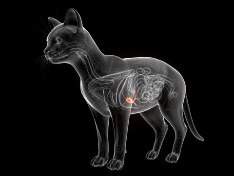 A Detailed 3D Depiction Of The Gallbladder Of A Cat