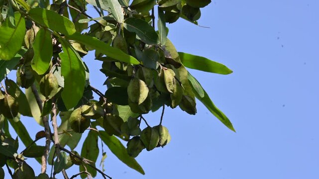 Terminalia arjuna fruits in the tree. It&nbsp;is a tree of the&nbsp;genus&nbsp;Terminalia. It is commonly known as&nbsp;arjuna or&nbsp;arjun tree&nbsp;in English.&nbsp;It is used as a traditional&nbsp;medicinal plant.
