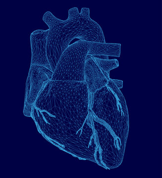 A detailed 3D wireframe model of a human heart, composed of intricate lines and shapes on a solid blue background.