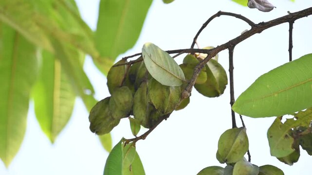 Terminalia arjuna fruits in the tree. It&nbsp;is a tree of the&nbsp;genus&nbsp;Terminalia. It is commonly known as&nbsp;arjuna or&nbsp;arjun tree&nbsp;in English.&nbsp;It is used as a traditional&nbsp;medicinal plant.
