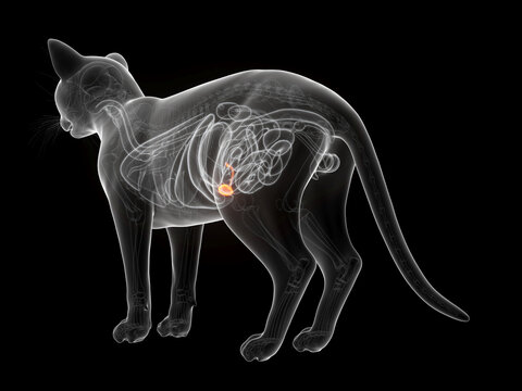 A Detailed 3D Depiction Of The Gallbladder Of A Cat