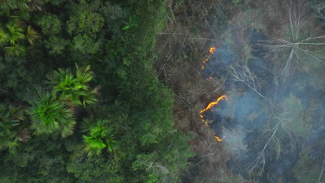 Aerial top-down view of a wildfire line burning through dry brush next to amazon jungle