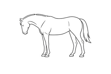 Obraz premium Horse line art on transparent background for digital art projects.