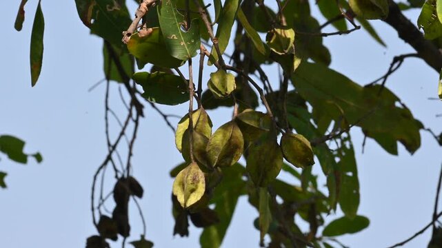 Terminalia arjuna fruits in the tree. It&nbsp;is a tree of the&nbsp;genus&nbsp;Terminalia. It is commonly known as&nbsp;arjuna or&nbsp;arjun tree&nbsp;in English.&nbsp;It is used as a traditional&nbsp;medicinal plant.
