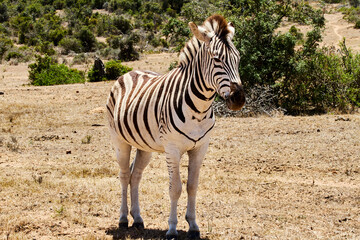 Zebra in Addo Elephant National Park, South Africa.