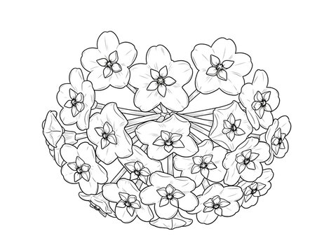 Hand Drawn Botanical Line Art Illustration of Hoya Carnosa Wax Flower Cluster