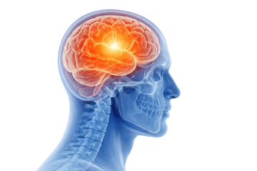 Human brain anatomy inside transparent skull showing cerebral hemispheres neural activity and head skeletal structure isolated on white background
