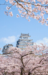 Himeji Castle and cherry blossoms are in full bloom beautifully in spring in Himeji City, Japan.