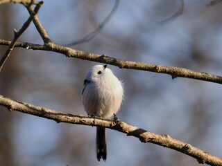 枝にとまるシマエナガ