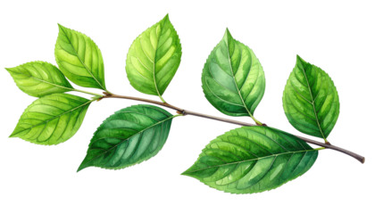 Watercolor Illustration of Green Leaves on a branch with Transparent Background for Botanical Designs and Springtime Themes Isolated for Graphic Elements