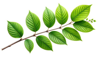Branch With Green Leaves On Transparent Background For Springtime Designs And Botanical Illustrations Suitable For Nature-Themed Projects And Creative Compositions