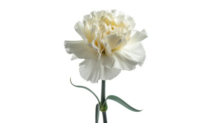 Elegant White Carnation Flower Isolated on Transparent Background for Wedding Invitations and Floral Designs Representing Purity and remembrance