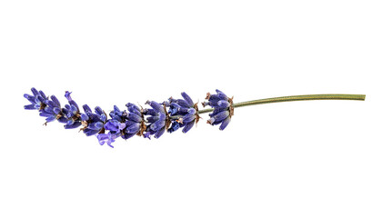 Lavender Flower Stem On Transparent Background For Aromatherapy And Herbal Medicine Concepts Ideal For Beauty Product Mockups And Design Elements