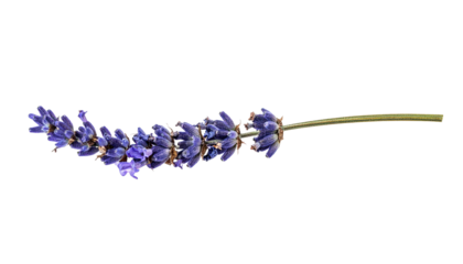 Lavender Flower Stem On Transparent Background For Aromatherapy And Herbal Medicine Concepts Ideal For Beauty Product Mockups And Design Elements