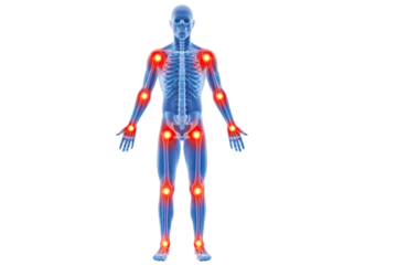 Human full body skeletal anatomy highlighting joint pain areas across shoulders elbows hips knees ankles isolated on white background