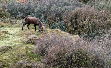 Lonely red deer stag during the rut in County Donegal, Ireland