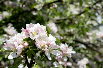 Obraz premium Delicate apple blossoms in soft pink and white bloom on a sunny spring day