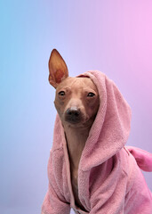 A small dog wrapped in a pink towel gazes calmly at the camera against a gradient backdrop. The soft colors and peaceful atmosphere create a gentle and warm scene.