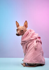 A small dog draped in a pink towel sits calmly on a light blue surface against a gradient backdrop. The tranquil pose and soft tones give the image a serene quality.