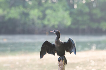 Indian cormorant, shag or Phalacrocorax fuscicollis sitting on tree trunk, mangroves bird wildlife, inland waters of subcontinent India